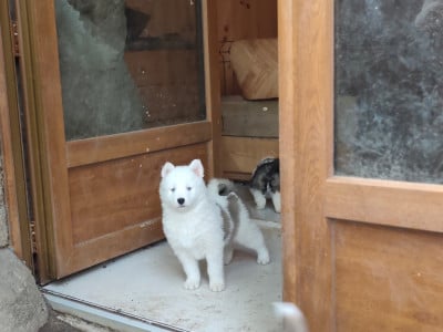 Les chiots de Laika de iakoutie