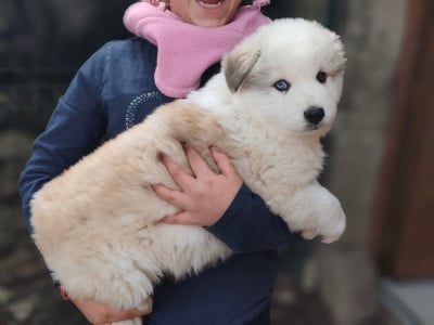 Les chiots de Laika de iakoutie