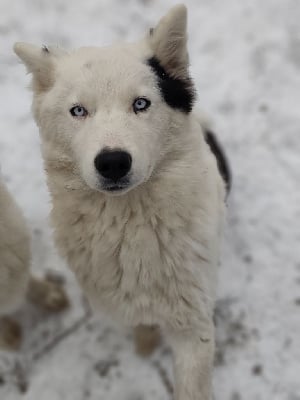 Les chiots de Laika de iakoutie