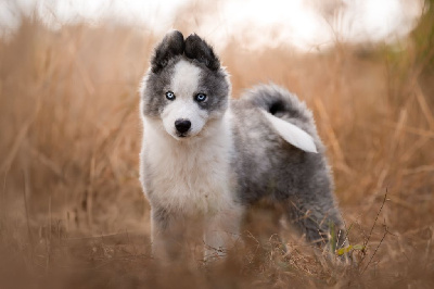 Les chiots de Laika de iakoutie