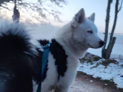 Les chiots de Laika de iakoutie