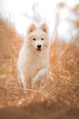 Les chiots de Laika de iakoutie