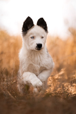 Les chiots de Laika de iakoutie
