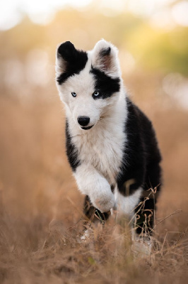 Les chiots de Laika de iakoutie