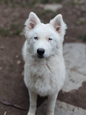 Les chiots de Laika de iakoutie