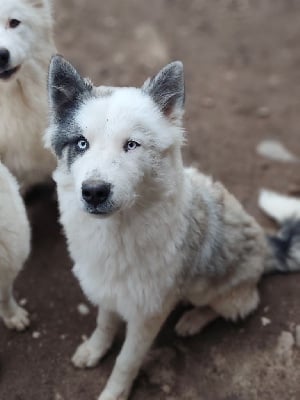 Les chiots de Laika de iakoutie