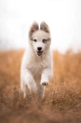 Les chiots de Laika de iakoutie