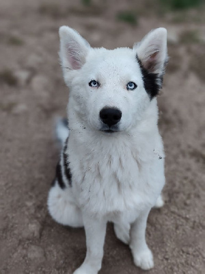 Les chiots de Laika de iakoutie