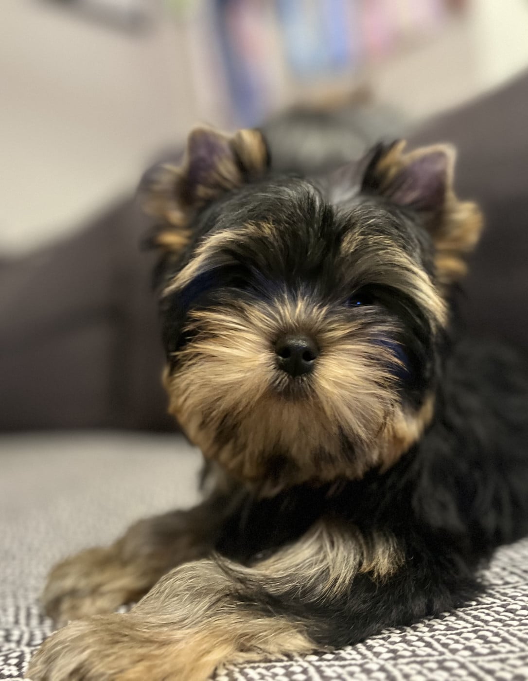 Auguste - Yorkshire Terrier
