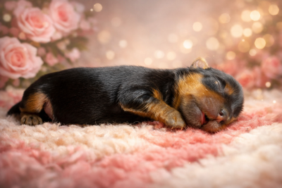 CHIOT 1 - Yorkshire Terrier