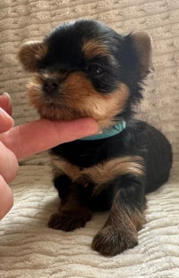 Les chiots de Yorkshire Terrier
