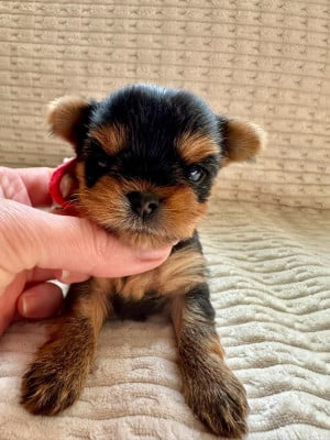 Les chiots de Yorkshire Terrier