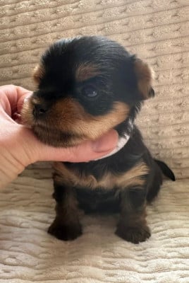 Les chiots de Yorkshire Terrier