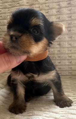 Les chiots de Yorkshire Terrier