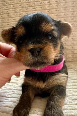 Les chiots de Yorkshire Terrier