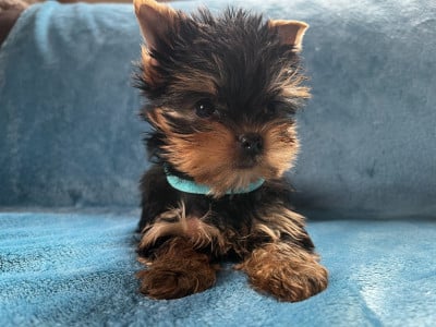 Les chiots de Yorkshire Terrier