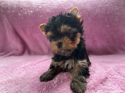 Les chiots de Yorkshire Terrier