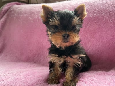 Les chiots de Yorkshire Terrier