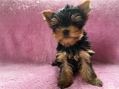 Les chiots de Yorkshire Terrier