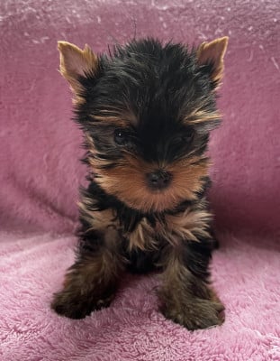 Les chiots de Yorkshire Terrier