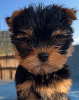 Les chiots de Yorkshire Terrier