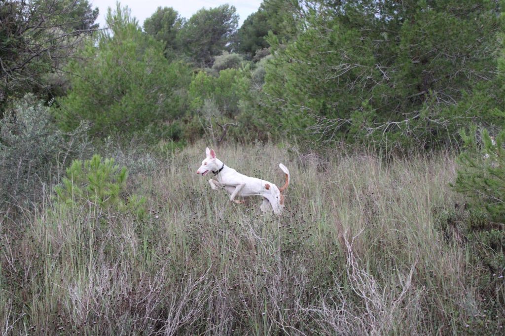 Alma Ardiente Unbelievable love artémis