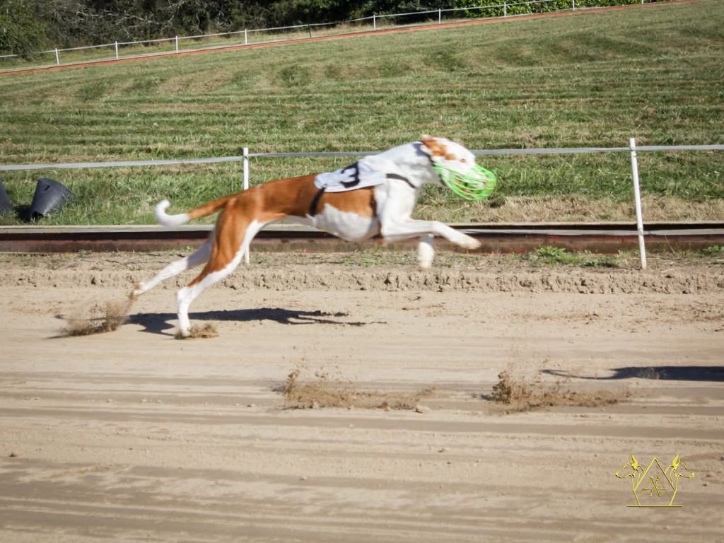 CH. Diva suerte de la princesa rosa de podi