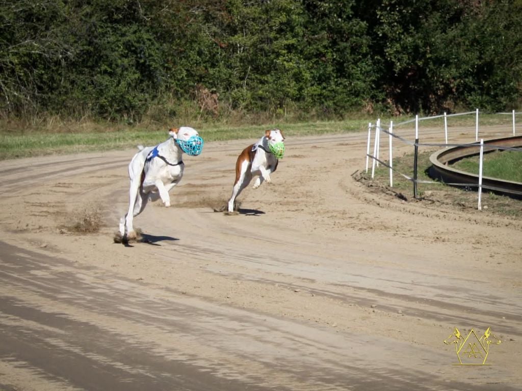 CH. Diva suerte de la princesa rosa de podi