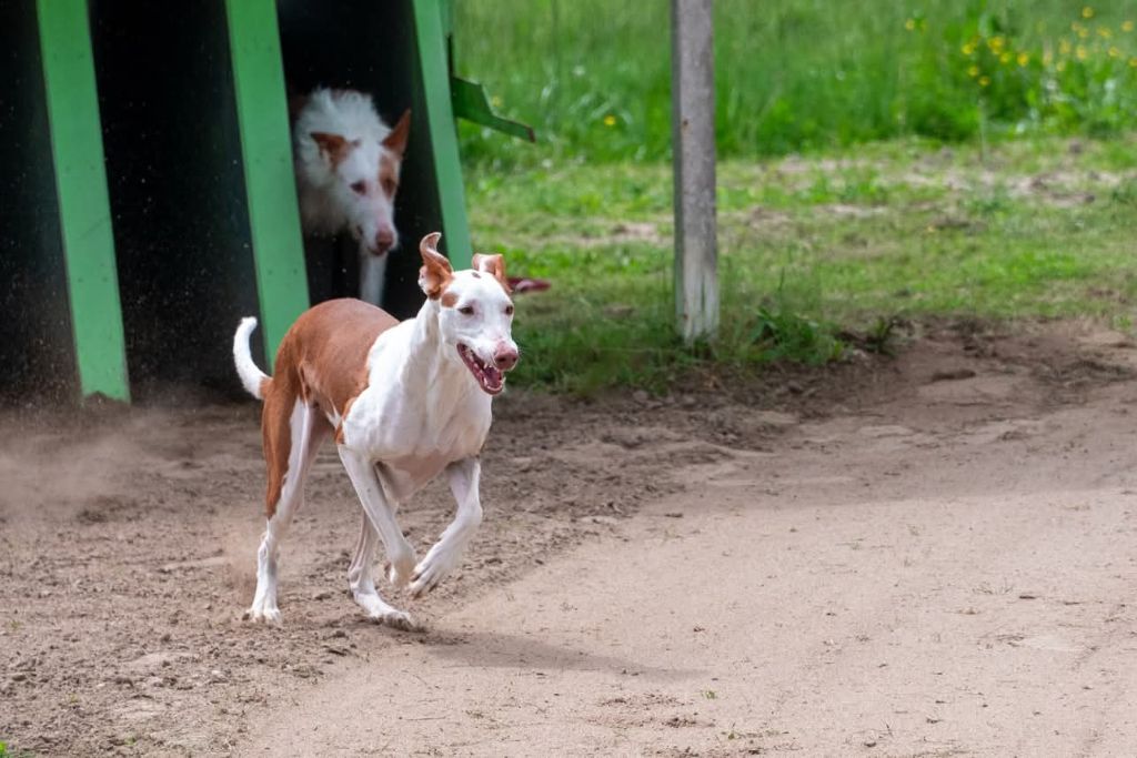 CH. Diva suerte de la princesa rosa de podi
