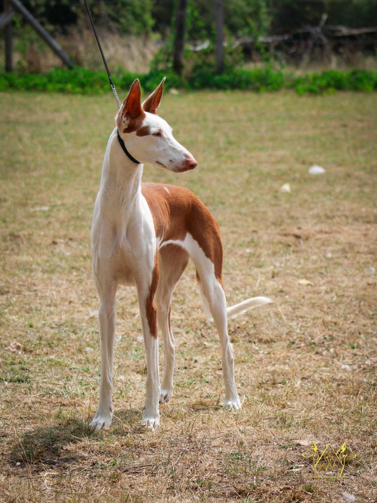CH. Diva suerte de la princesa rosa de podi