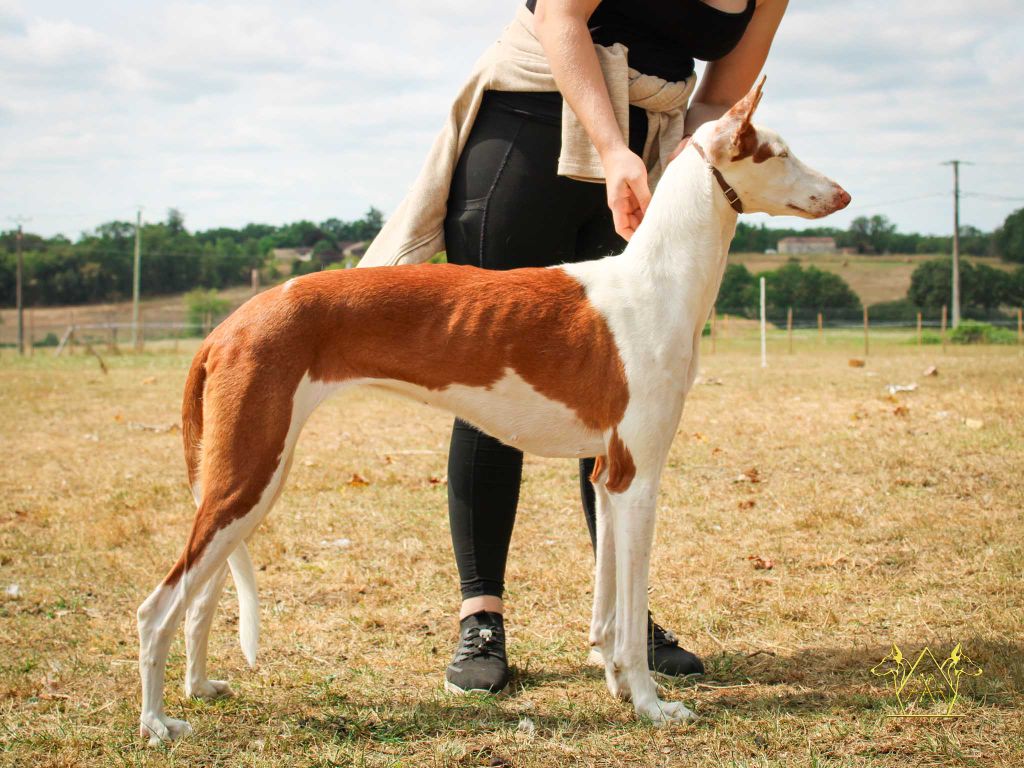 CH. Diva suerte de la princesa rosa de podi
