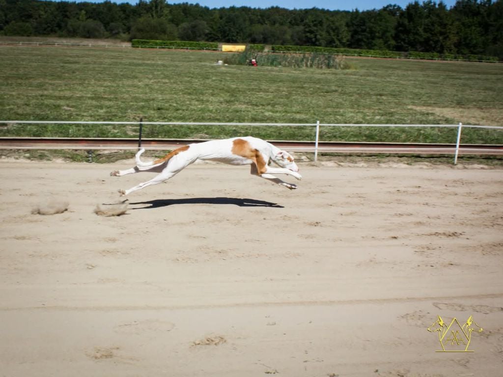 Alma Ardiente Unbelievable love artémis