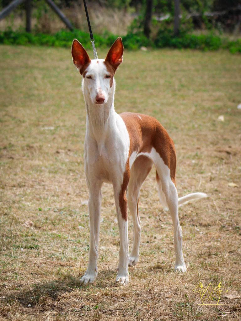 CH. Diva suerte de la princesa rosa de podi