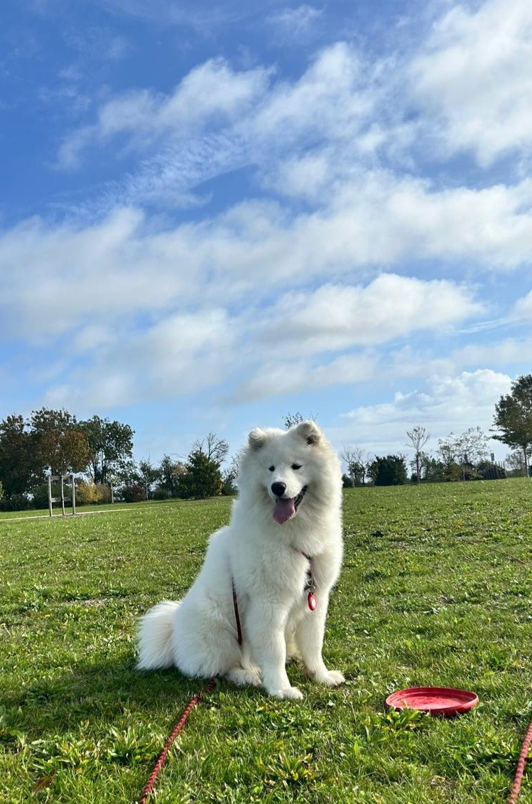 Samoyède - Of Isac Snowflake