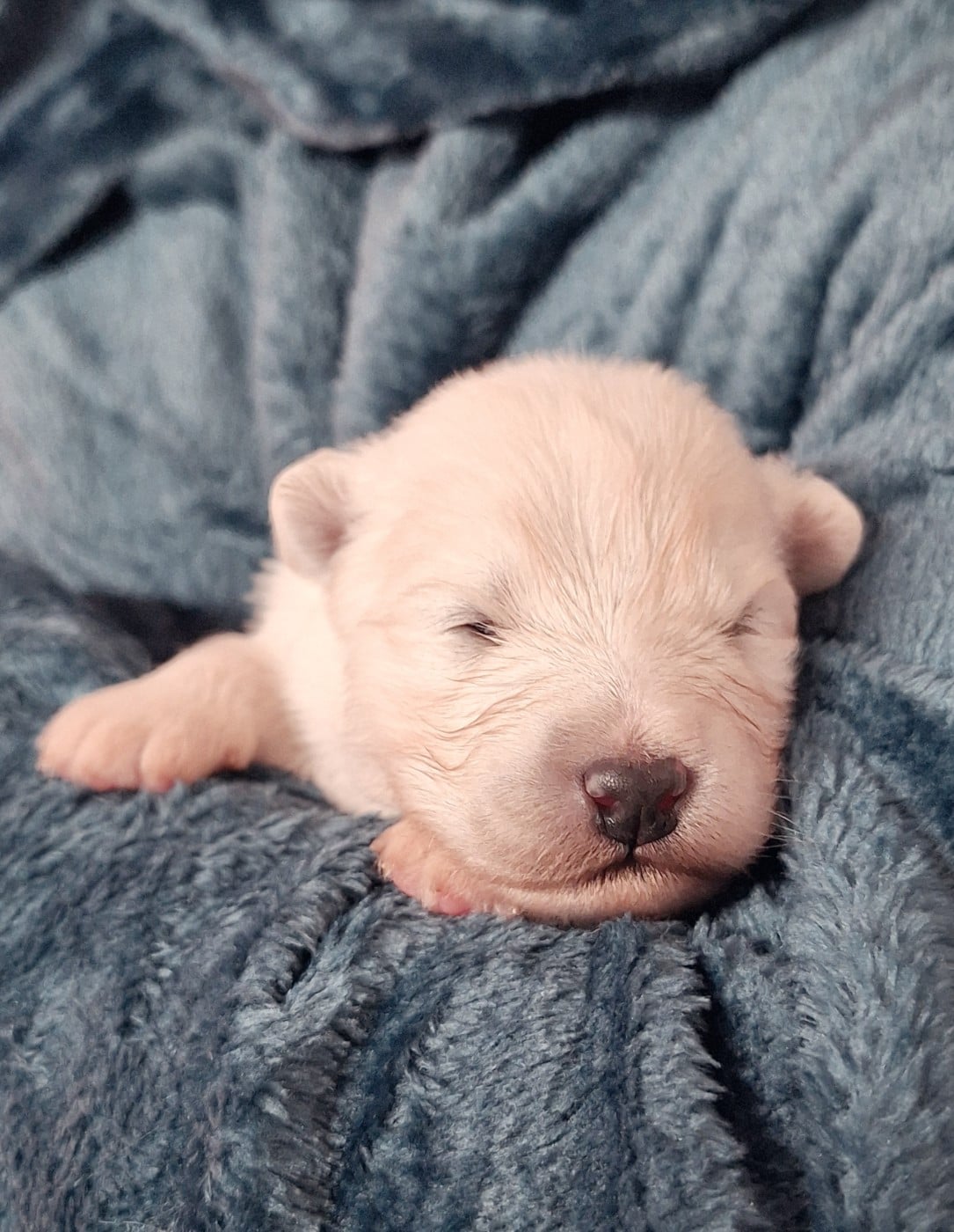 MME VERTE - Samoyède