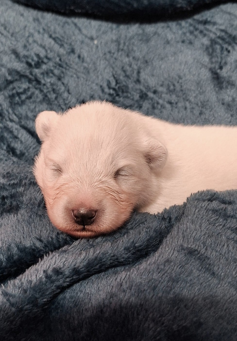 MME JAUNE - Samoyède