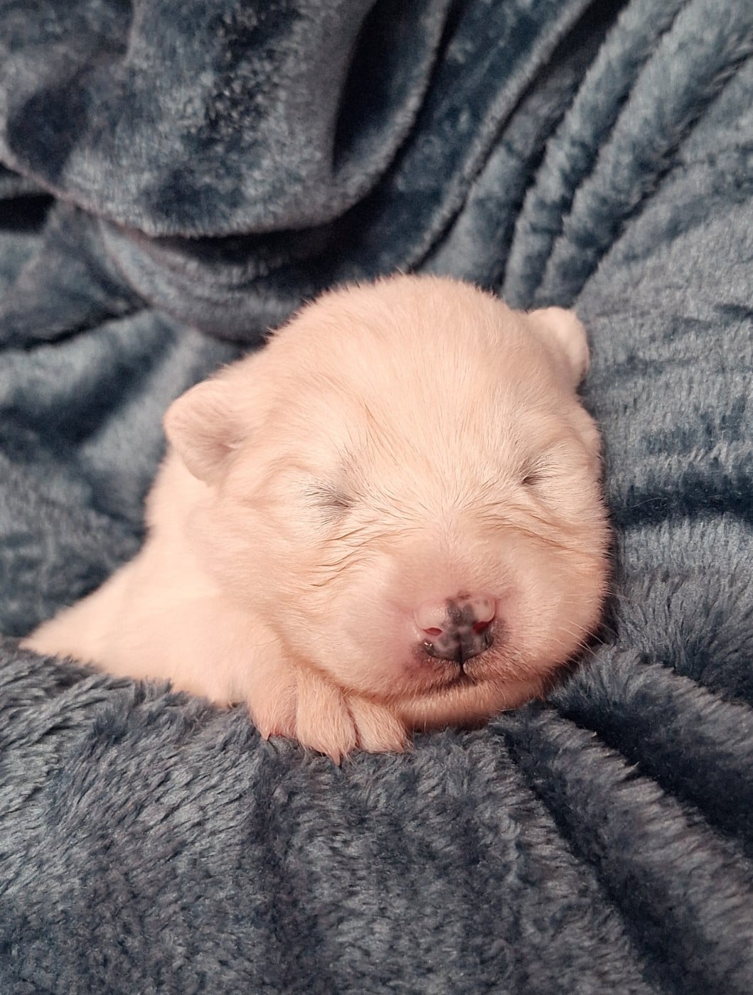 MME NOIRE - Samoyède