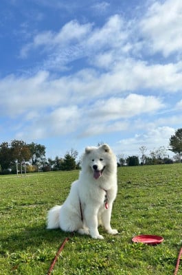 Les chiots de Samoyède