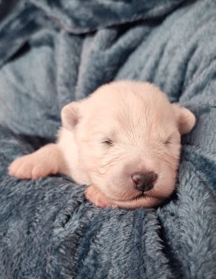 Les chiots de Samoyède