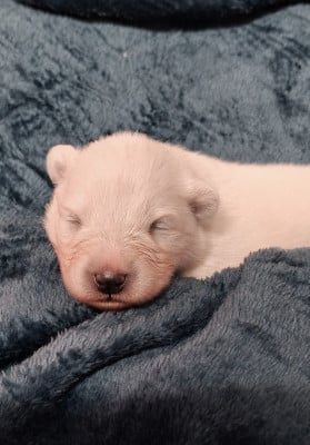 Les chiots de Samoyède