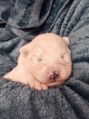 Les chiots de Samoyède