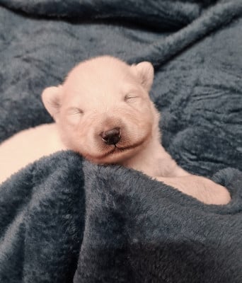 Les chiots de Samoyède