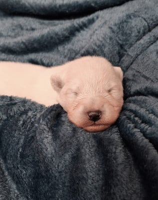 Les chiots de Samoyède