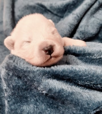 Les chiots de Samoyède