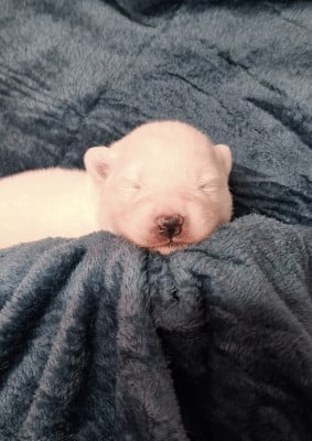 Les chiots de Samoyède