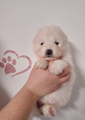 Les chiots de Samoyède