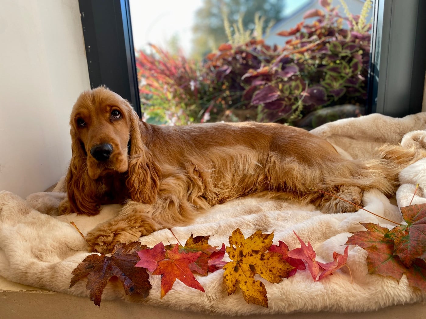 Arald viking star Du Royaume De Lecki