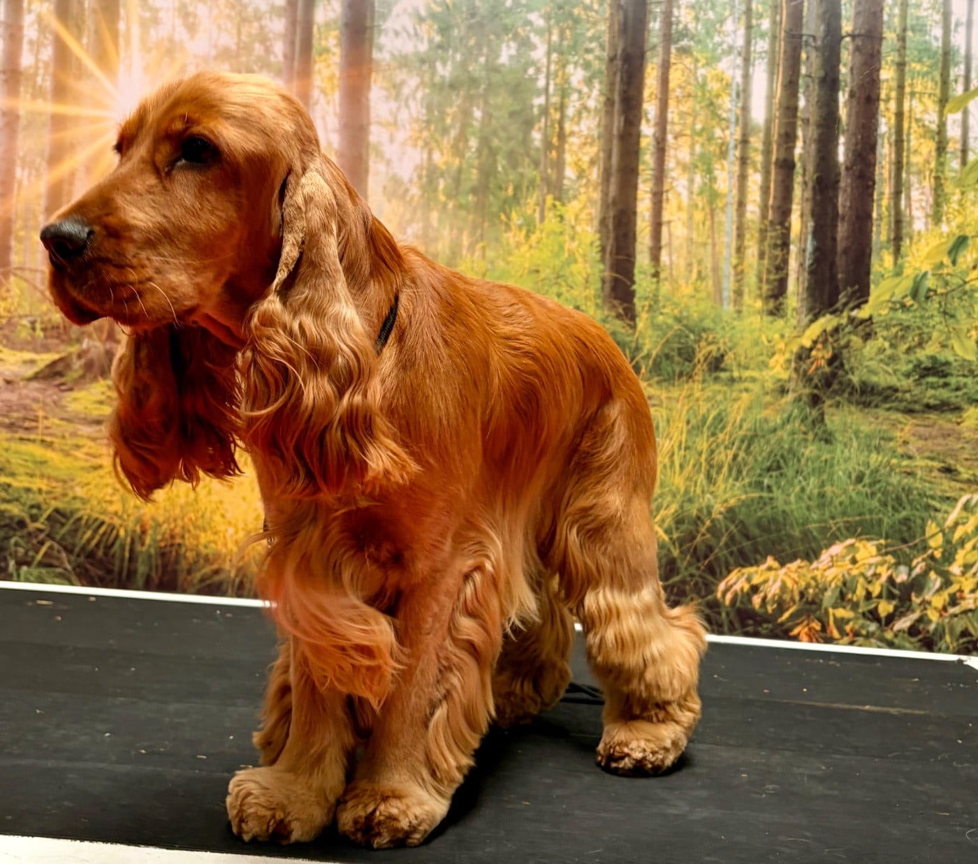 Arald viking star Du Royaume De Lecki