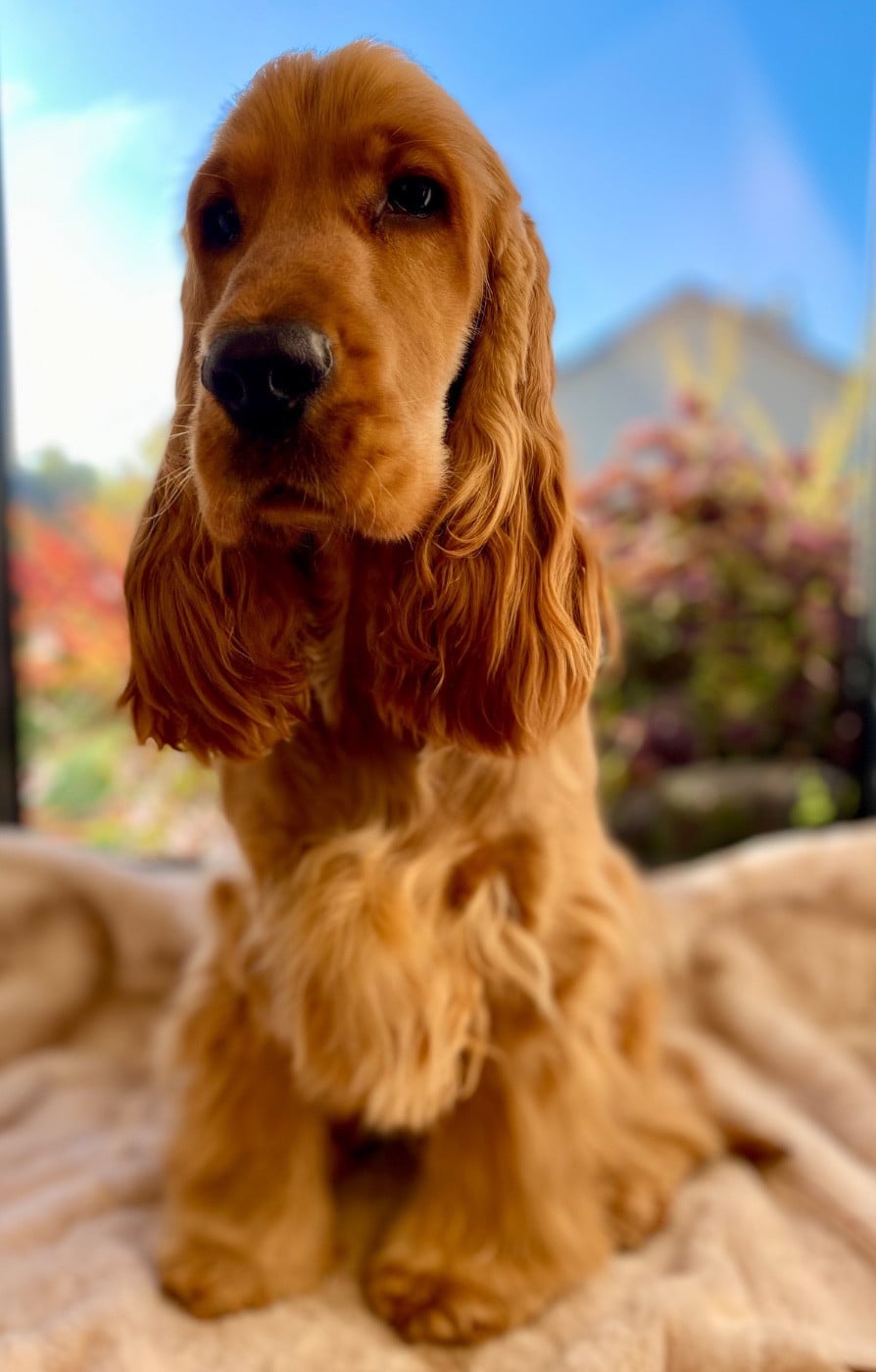 Arald viking star Du Royaume De Lecki