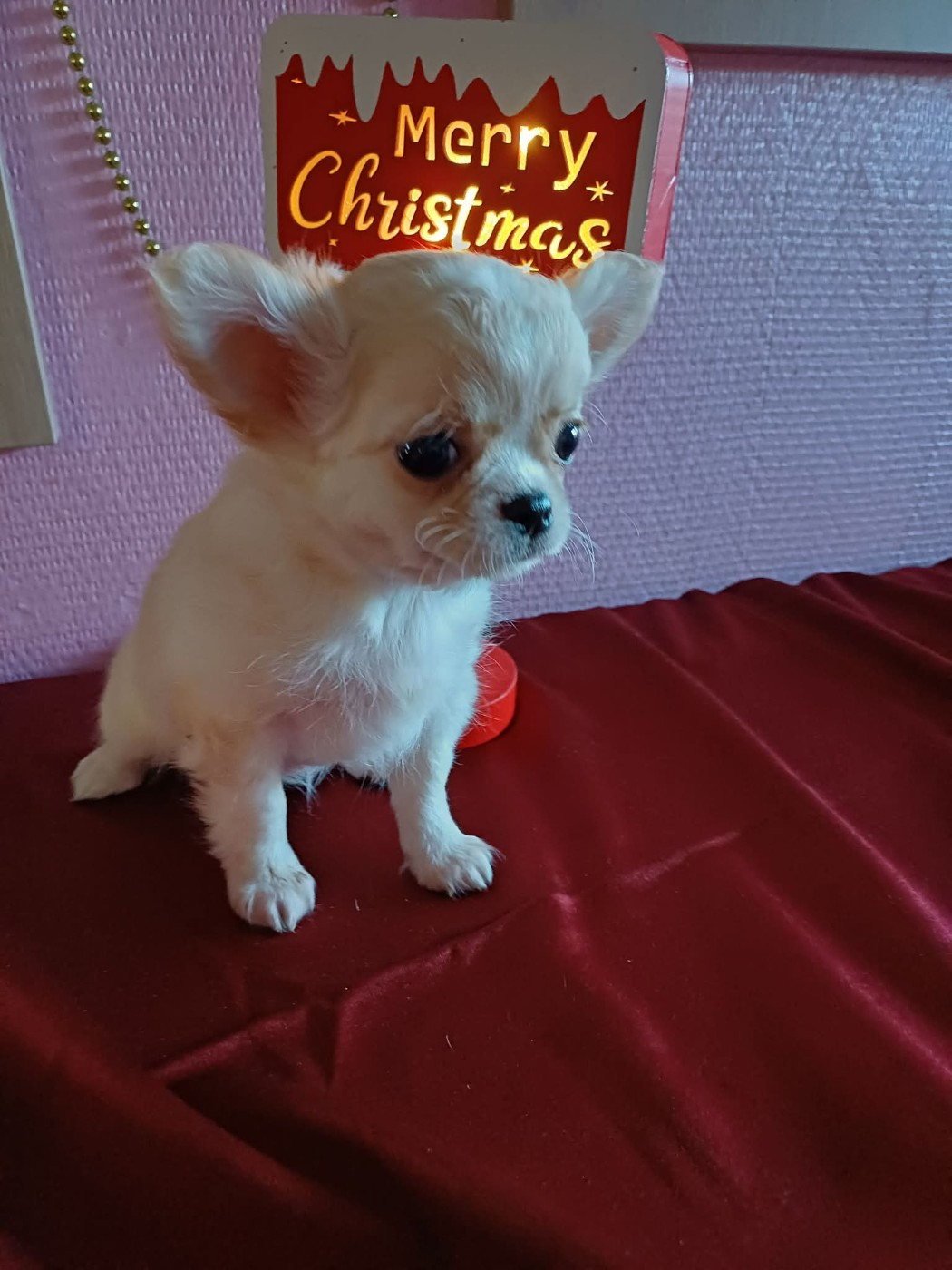 Chihuahua - Du Palais Des Coussinets